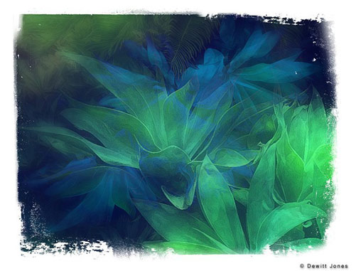 Dewitt Jones iPhoto photo of an agave plant