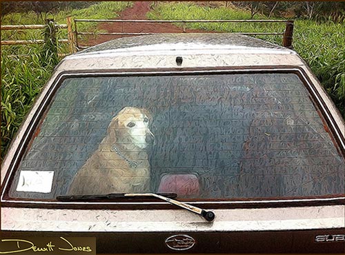 Dog in car photo by Dewitt Jones