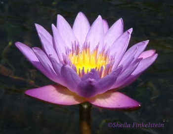 tropical purple water lily